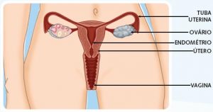 orgaos-genitais-femininos-2